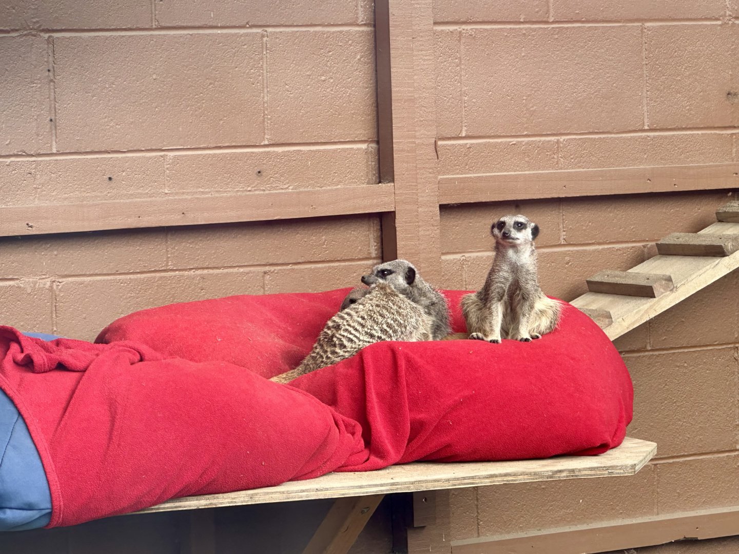 Slender-tailed meerkat (Suricata suricatta)