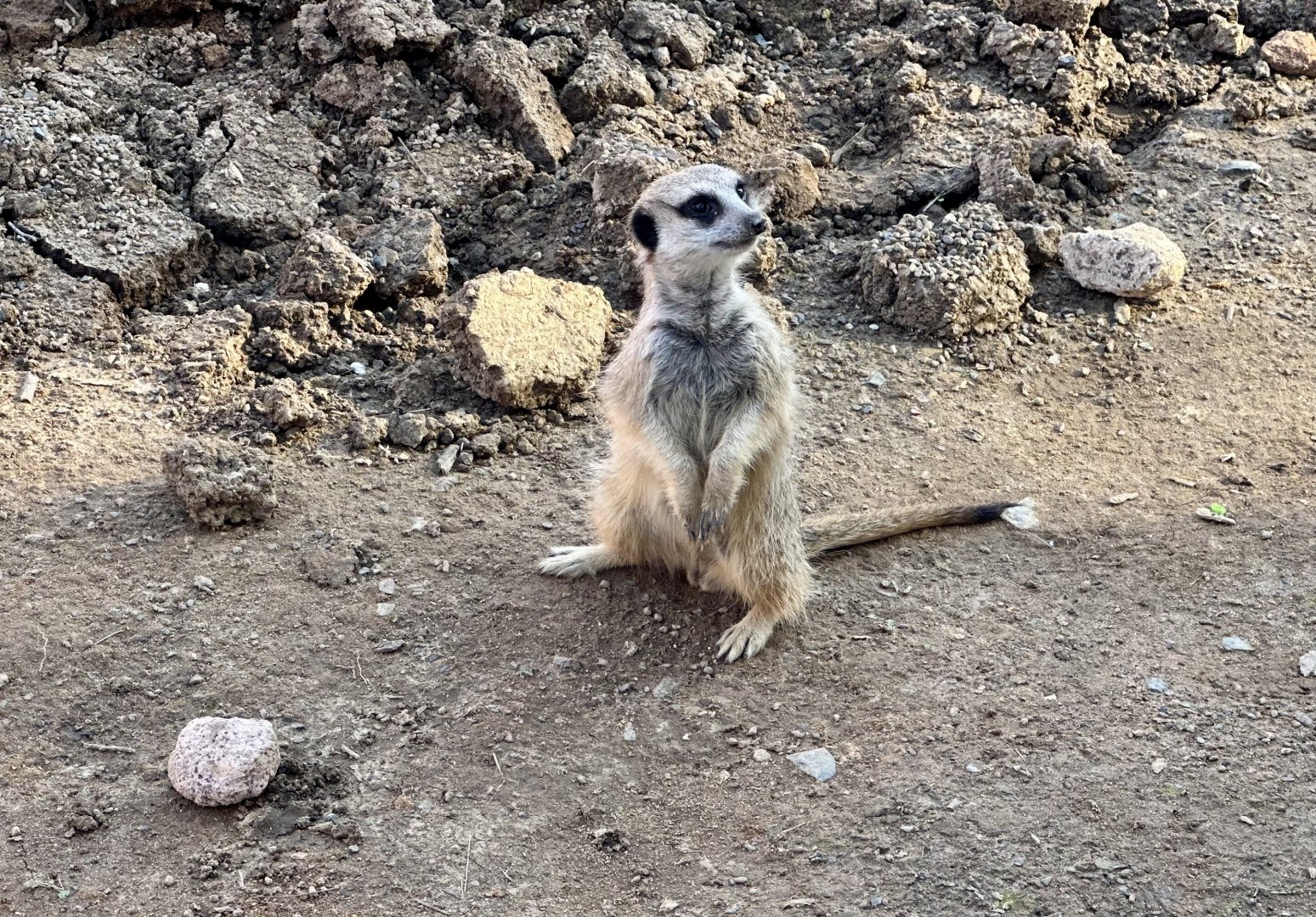 Slender-tailed meerkat (Suricata suricatta)