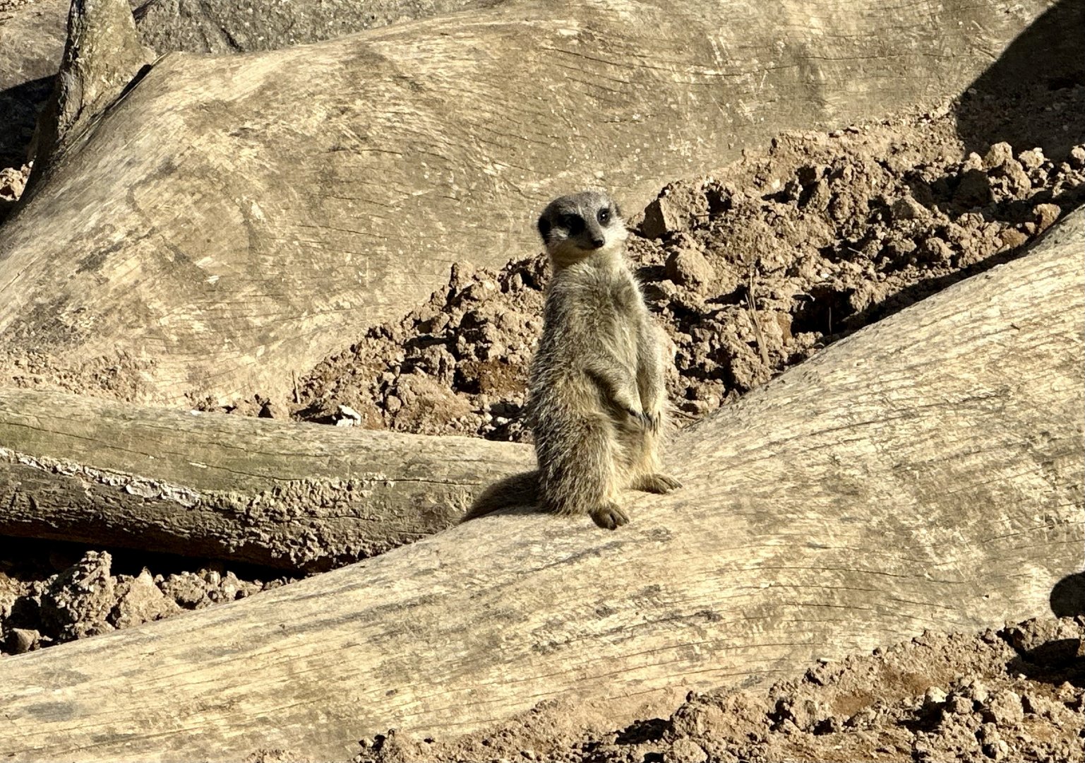 Slender-tailed meerkat (Suricata suricatta)