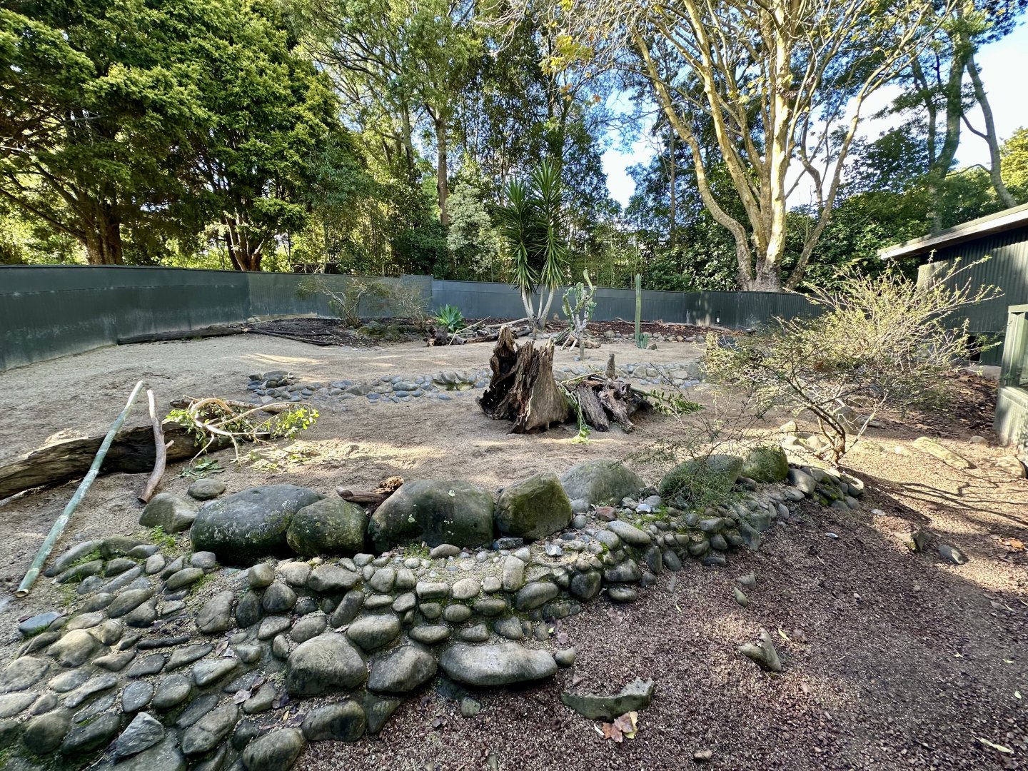Slender-tailed meerkat (Suricata suricatta)