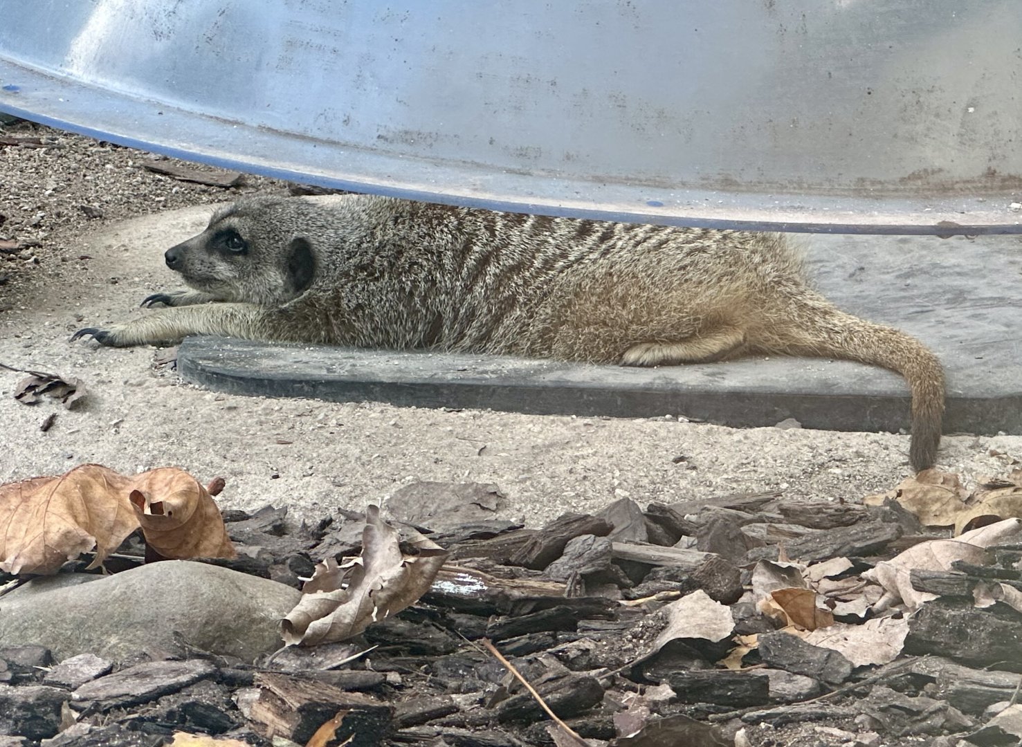 Slender-tailed meerkat (Suricata suricatta)