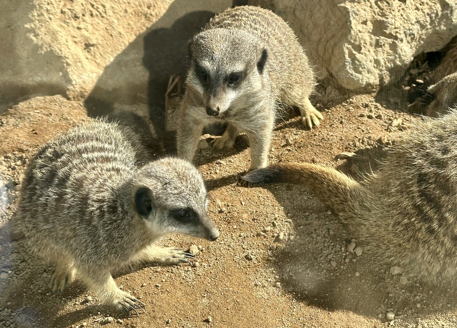 Slender-tailed meerkat (Suricata suricatta)