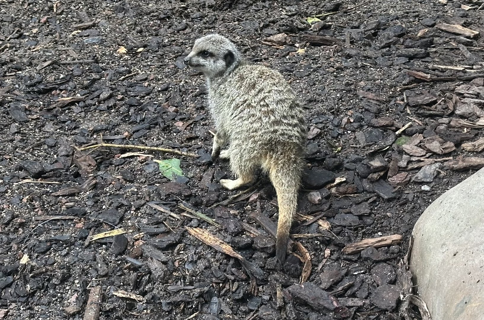 Slender-tailed meerkat (Suricata suricatta)