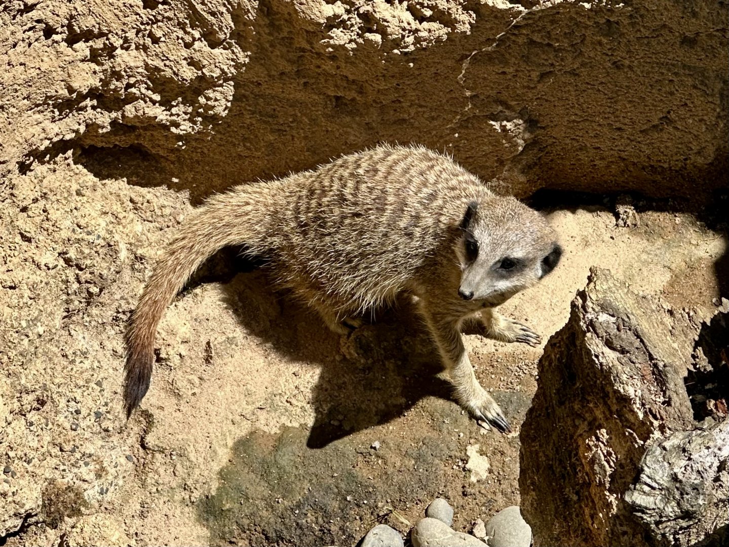 Slender-tailed meerkat (Suricata suricatta)