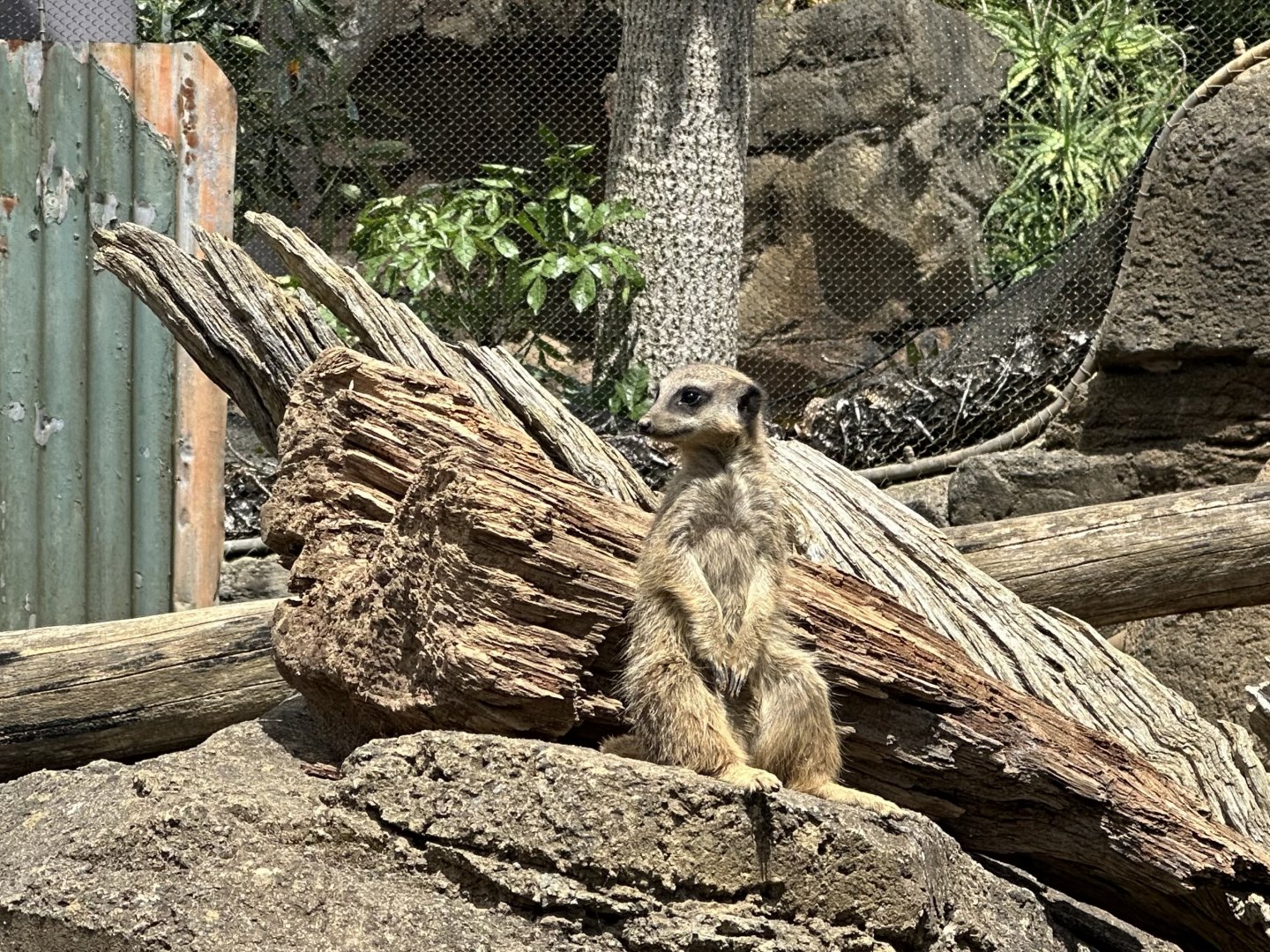 Slender-tailed meerkat (Suricata suricatta)