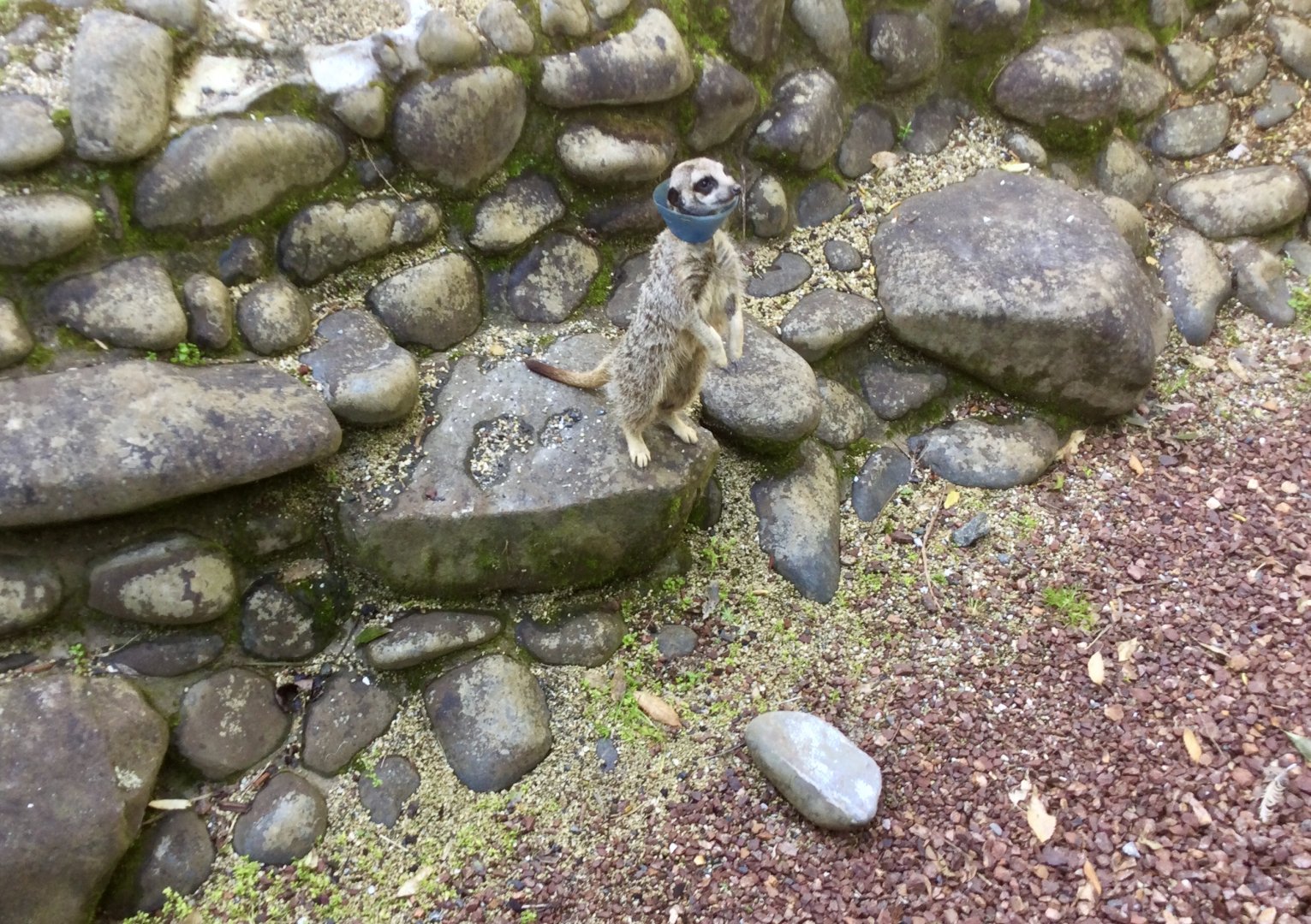 Slender-tailed Meerkat (With Head Cone)