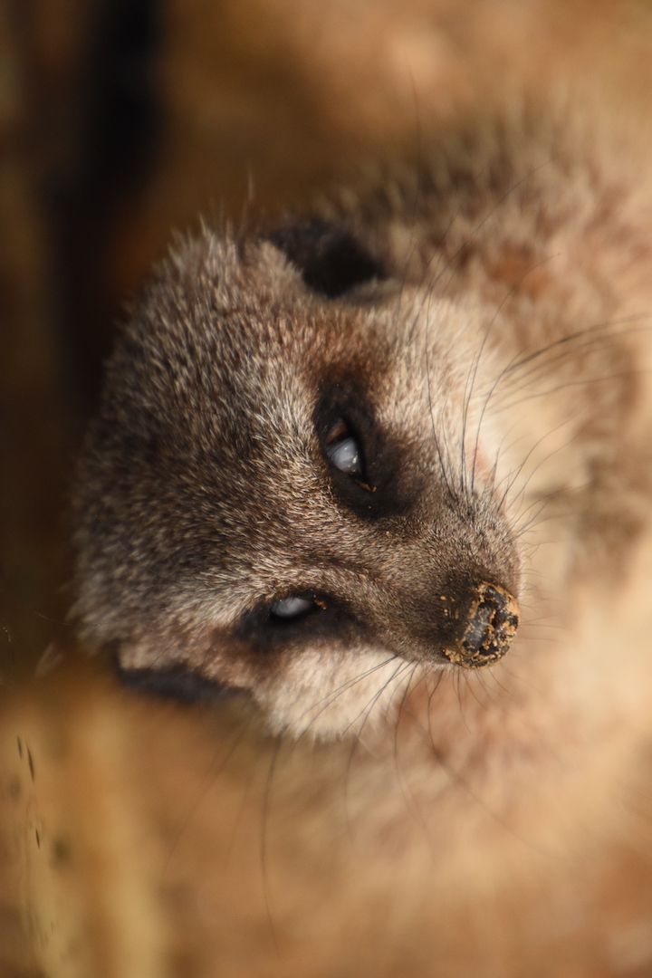 Slender-tailed meerkat; zombie mode