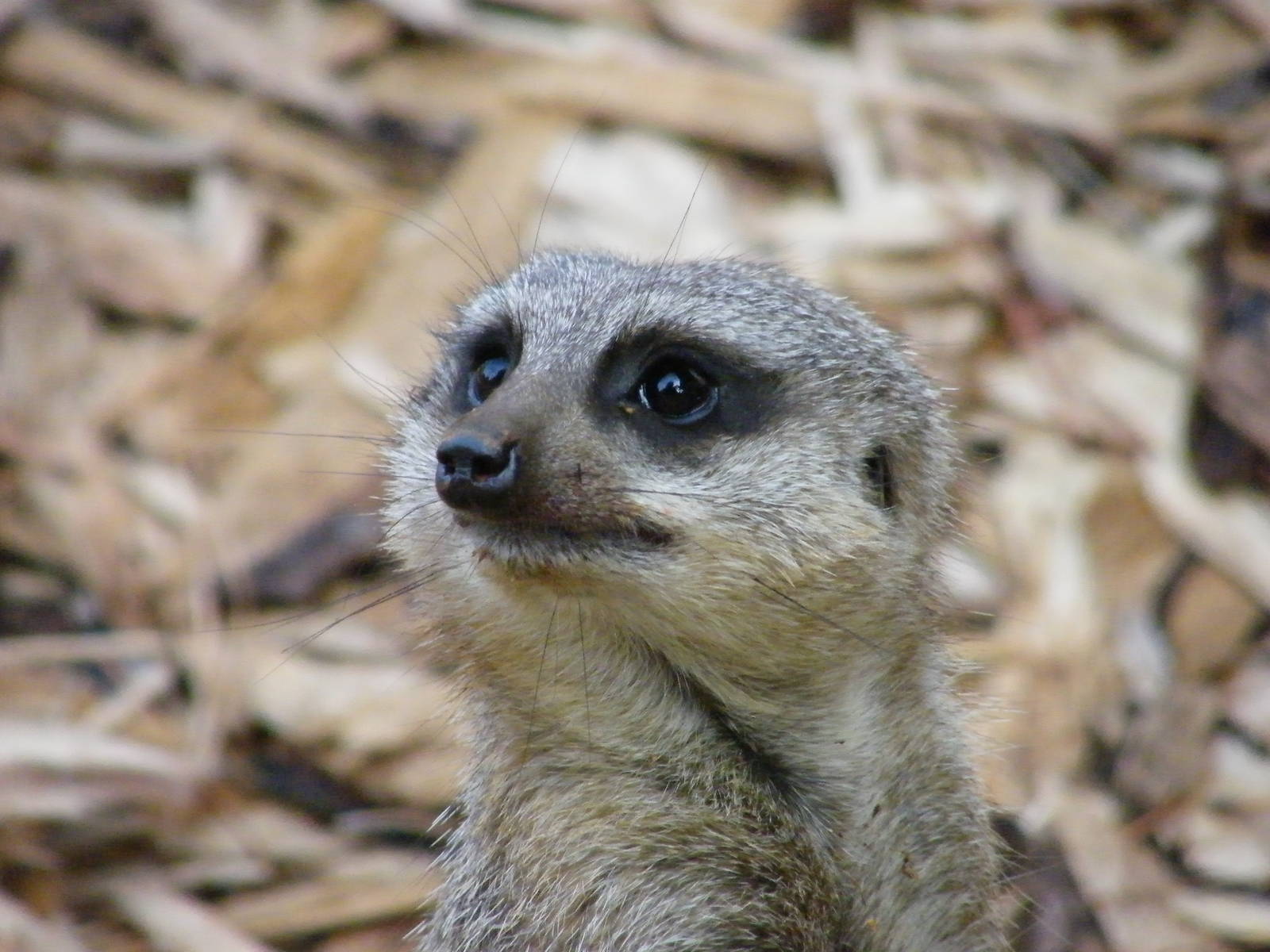 Slender Tailed Meerkat