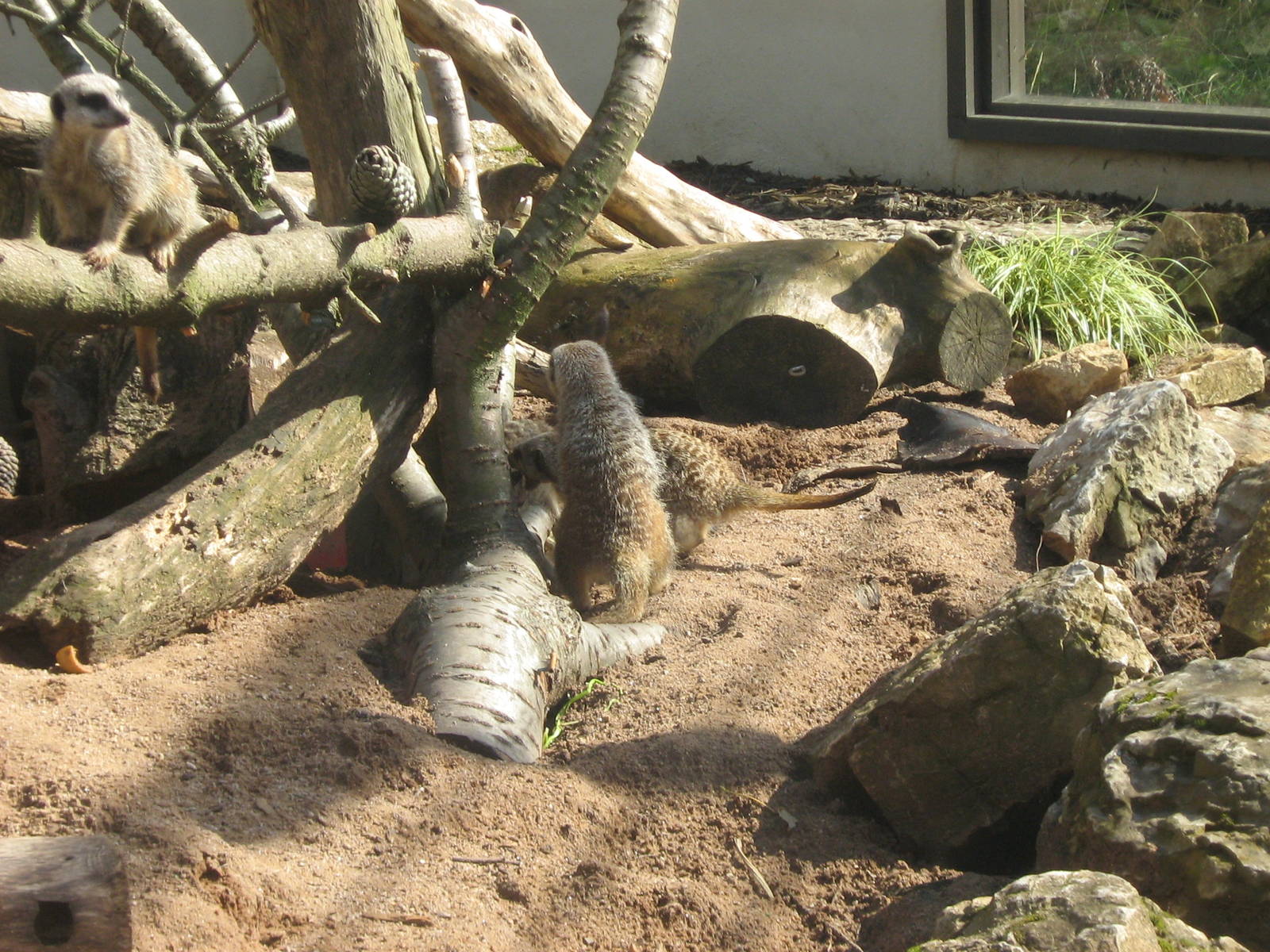 Slender Tailed Meerkat.