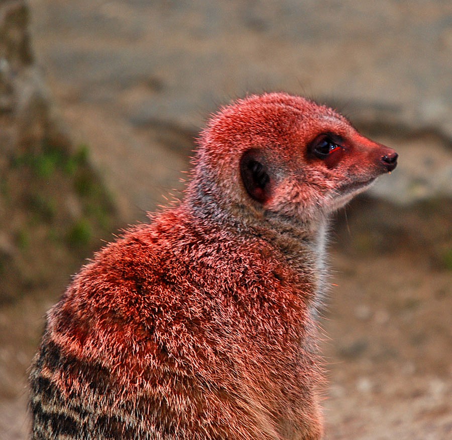 slender tailed meerkat