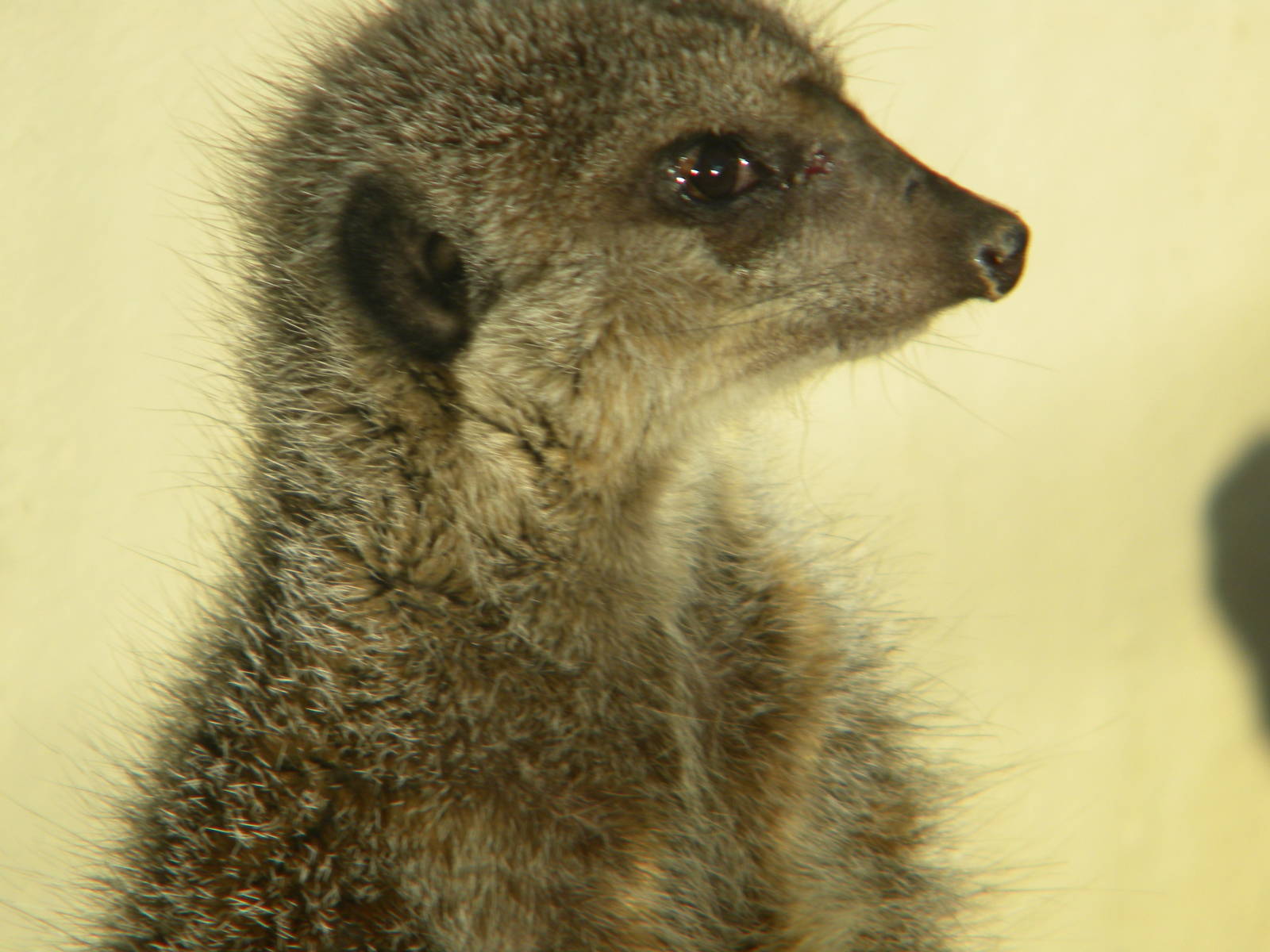 Slender Tailed Meerkat.