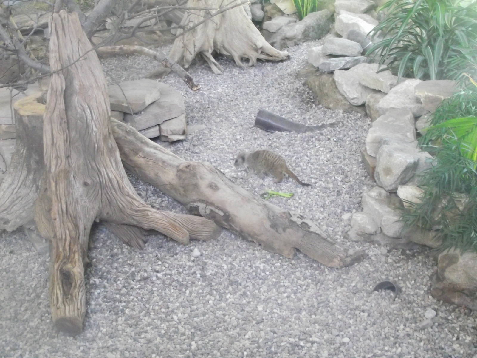 Slender Tailed Meerkat