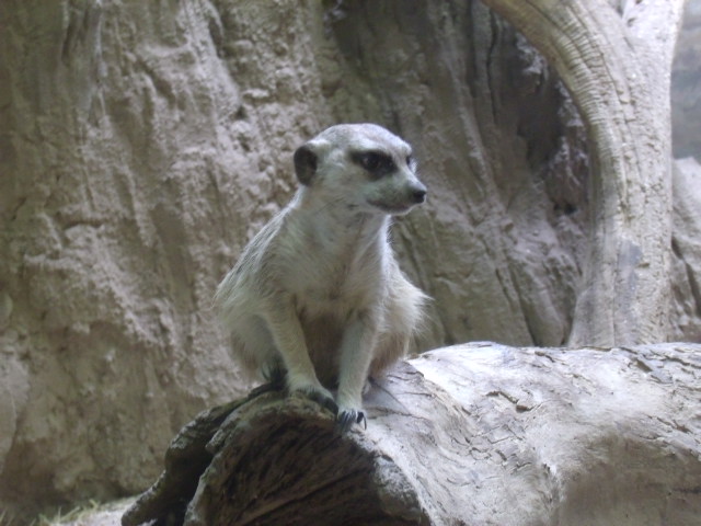 Slender-Tailed Meerkat