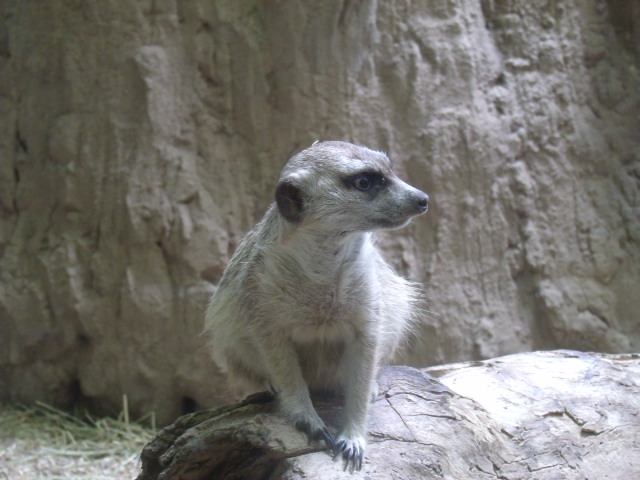 Slender-Tailed Meerkat
