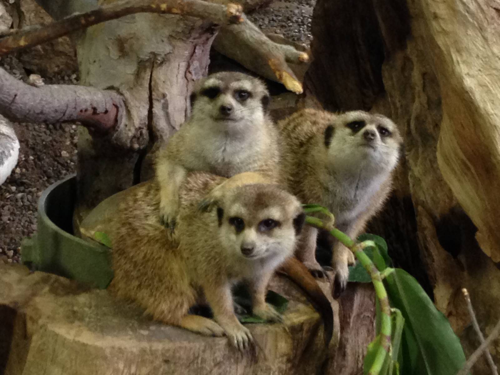 Slender Tailed Meerkat