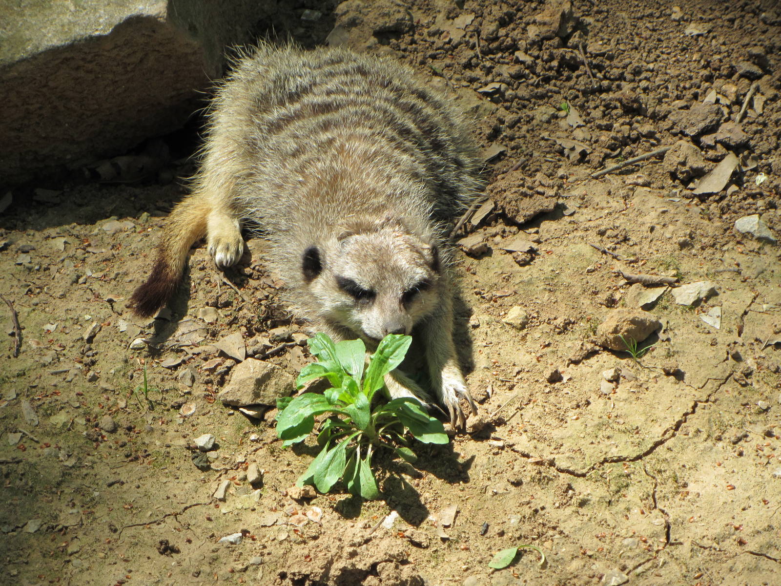 Slender-tailed Meerkat