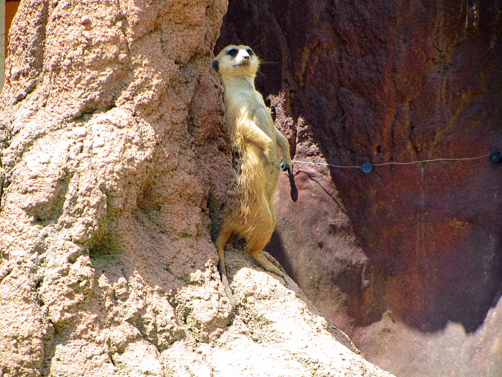 Slender-tailed Meerkat