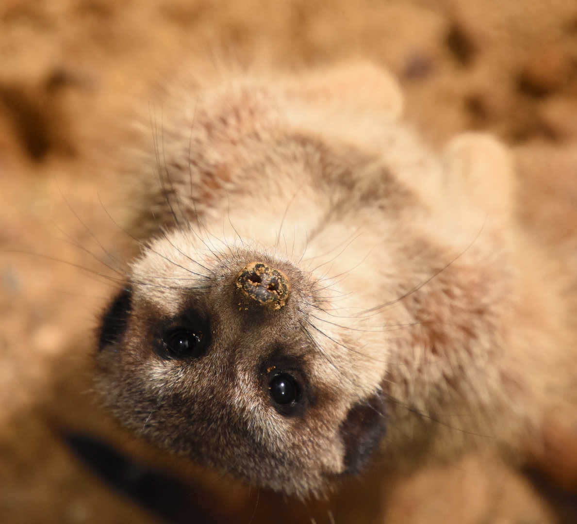Slender-tailed meerkat