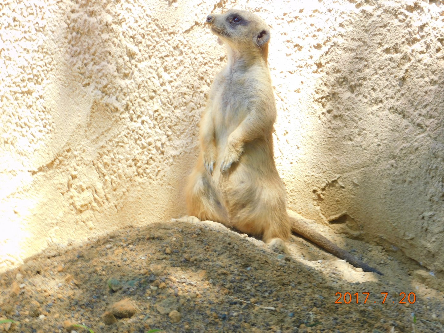 Slender-Tailed Meerkat