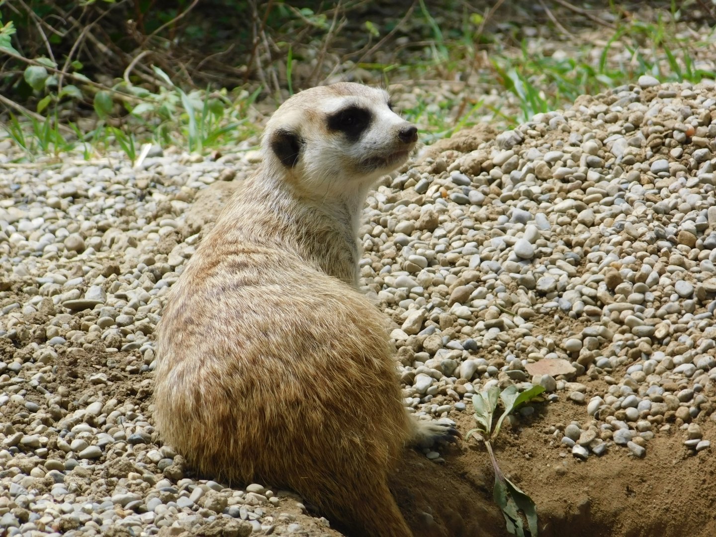 Slender-Tailed Meerkat