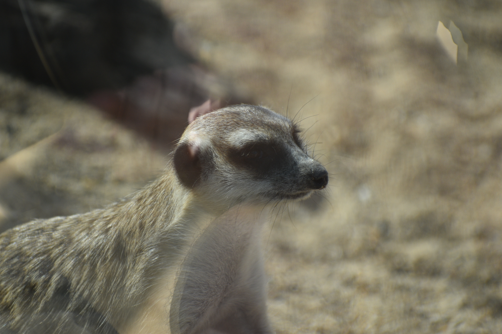 Slender tailed meerkat