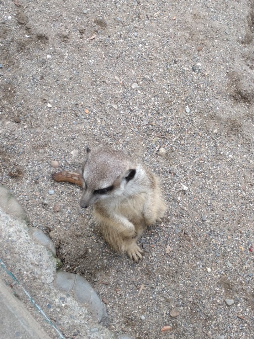Slender Tailed meerkat