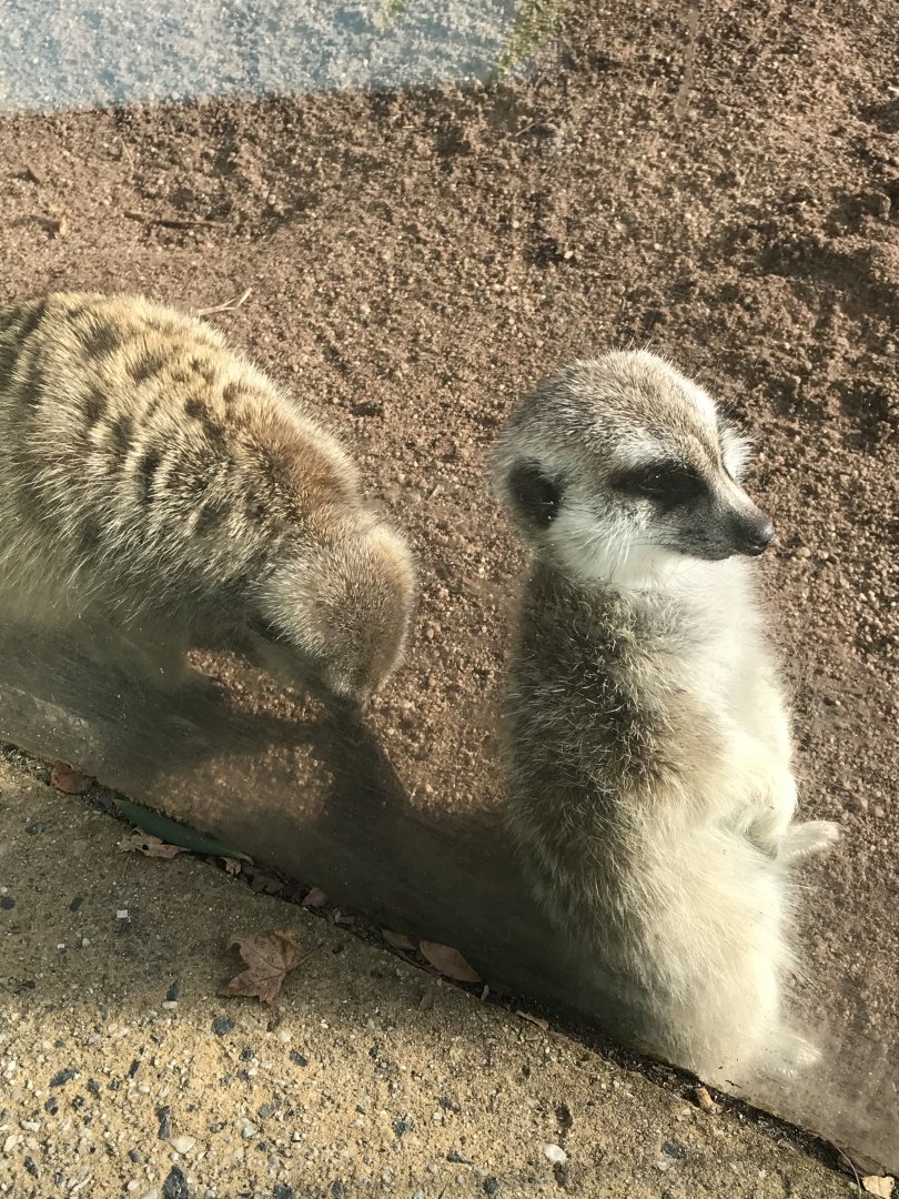 Slender Tailed Meerkat