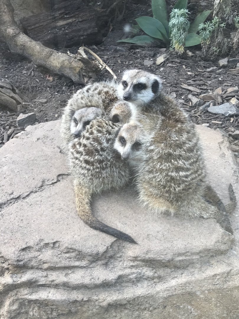 Slender Tailed Meerkat