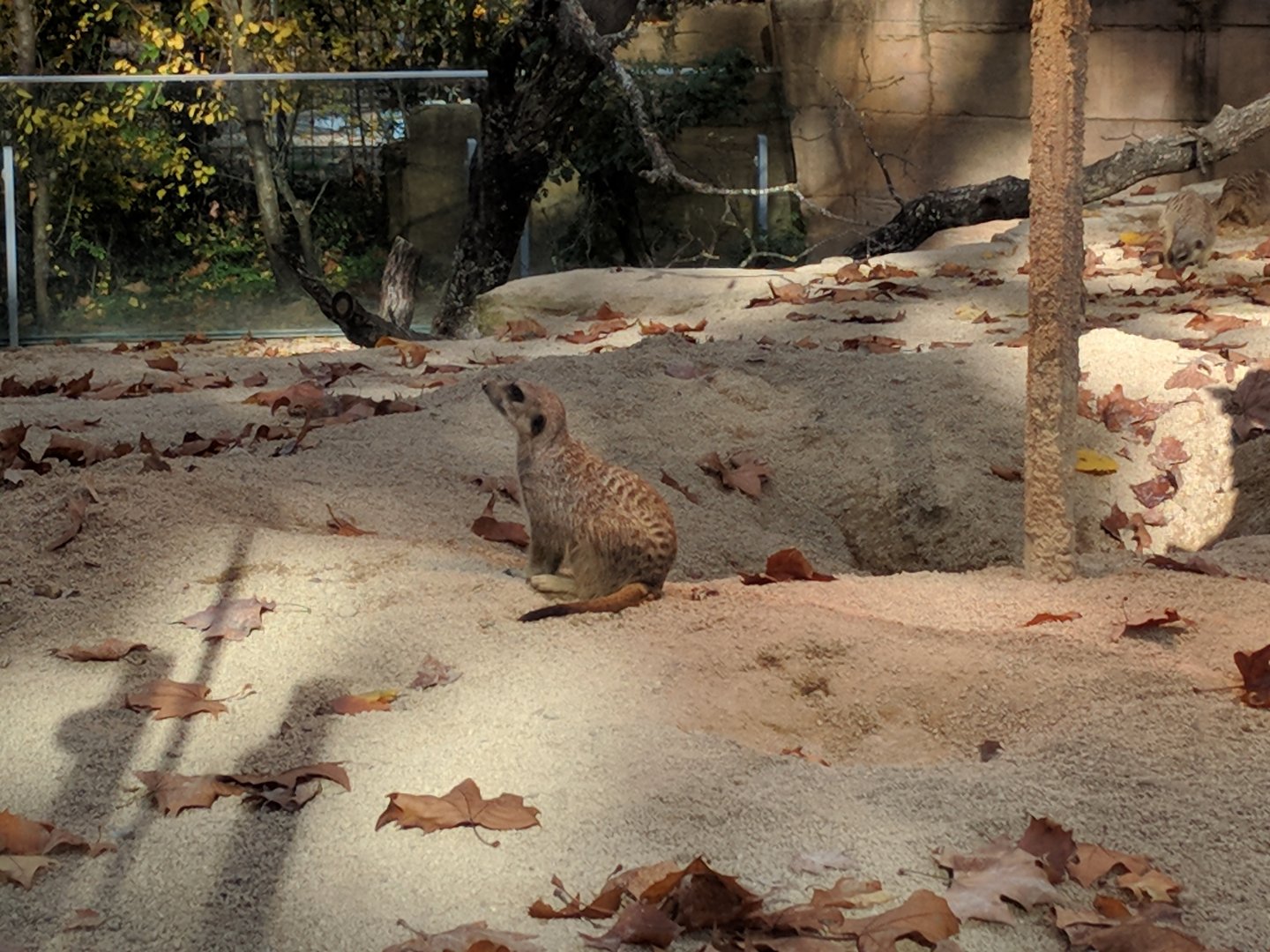Slender Tailed meerkat