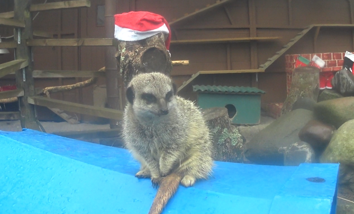 Slender-Tailed Meerkat