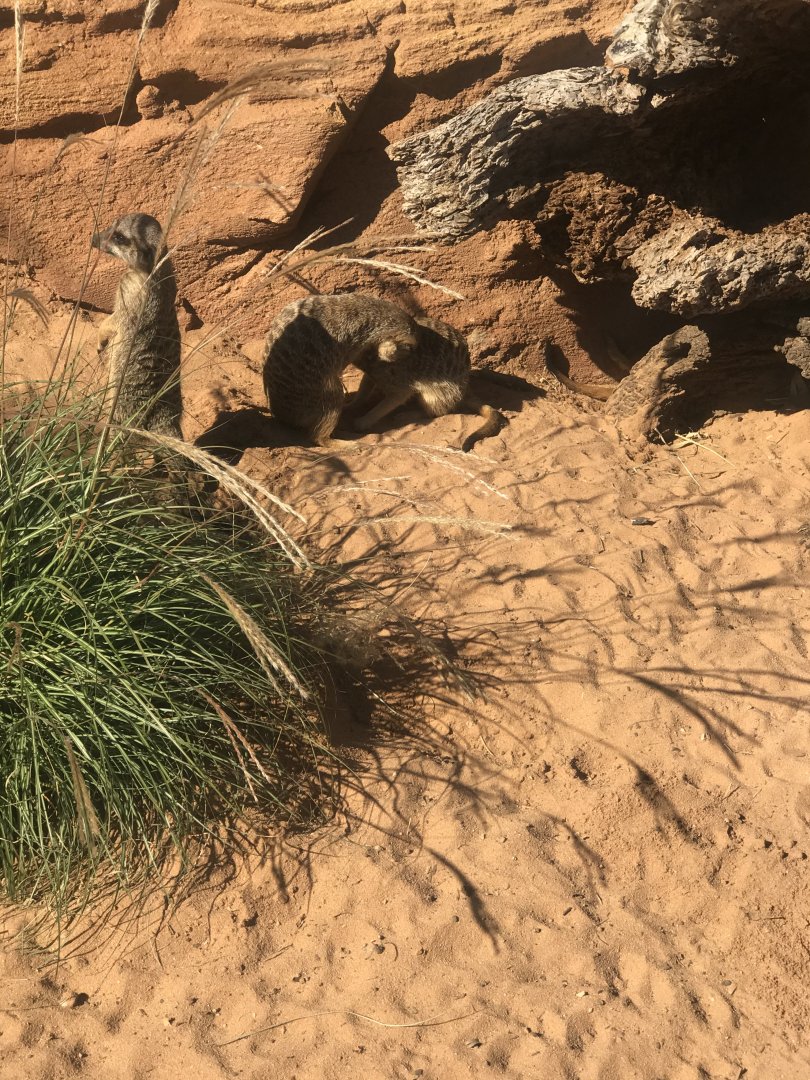 Slender Tailed Meerkat