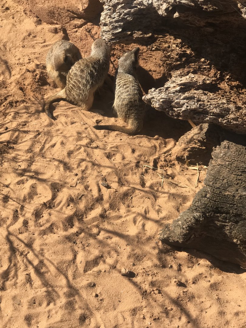 Slender Tailed Meerkat