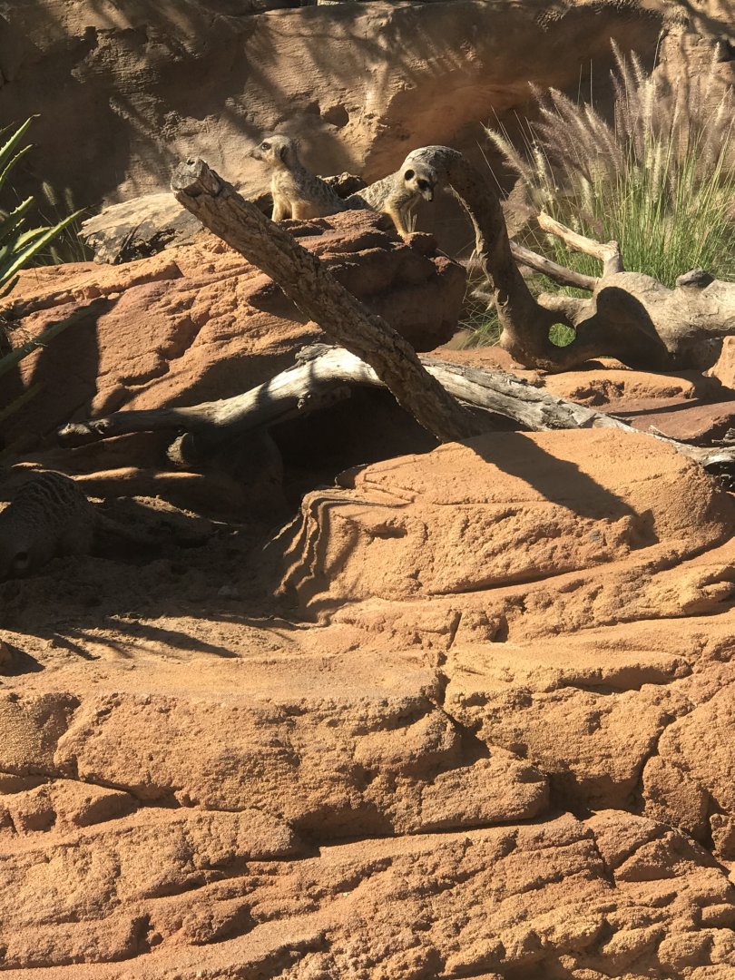 Slender Tailed Meerkat