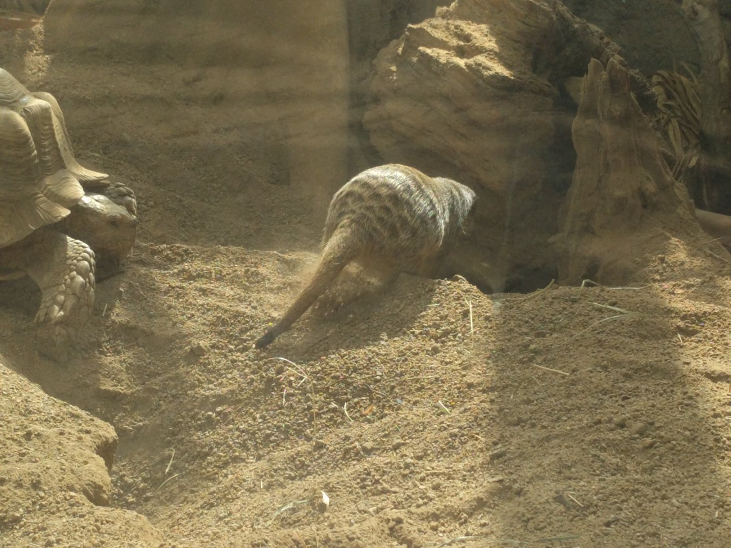 Slender tailed Meerkat