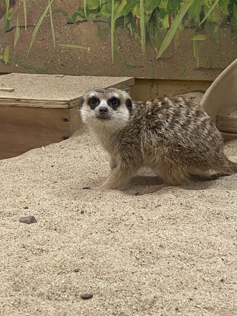 Slender-Tailed Meerkat