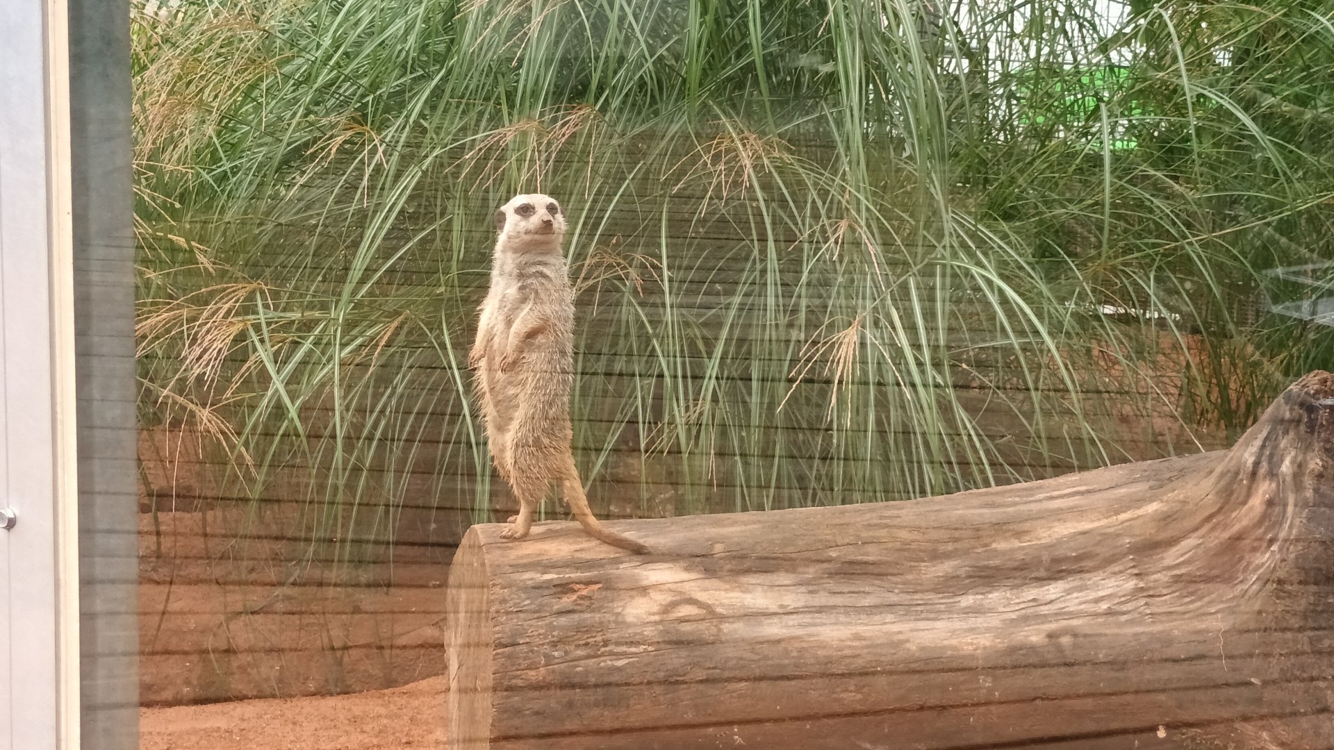 Slender tailed Meerkat