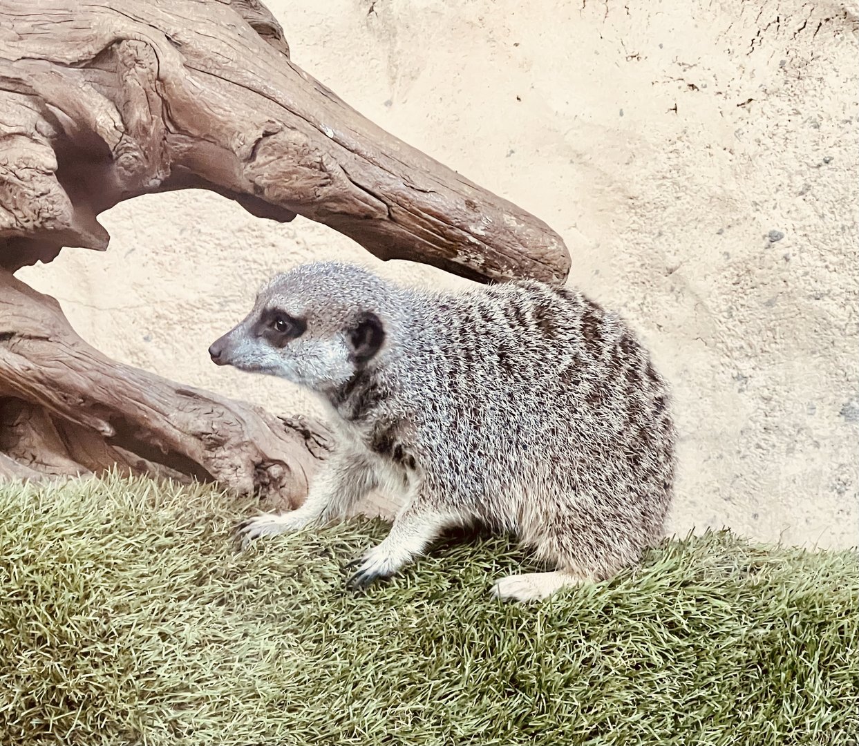Slender-Tailed Meerkat
