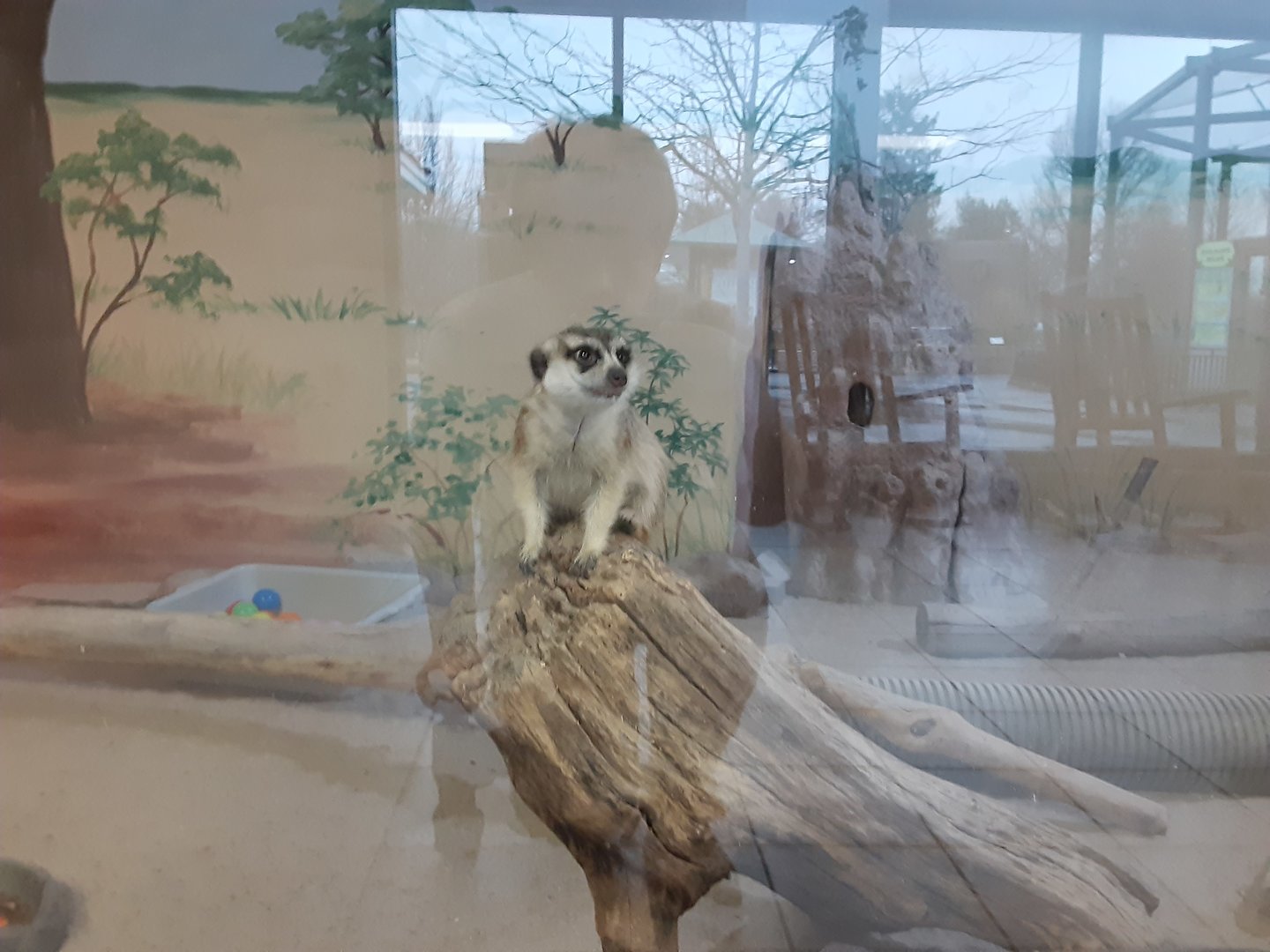 Slender-tailed Meerkat