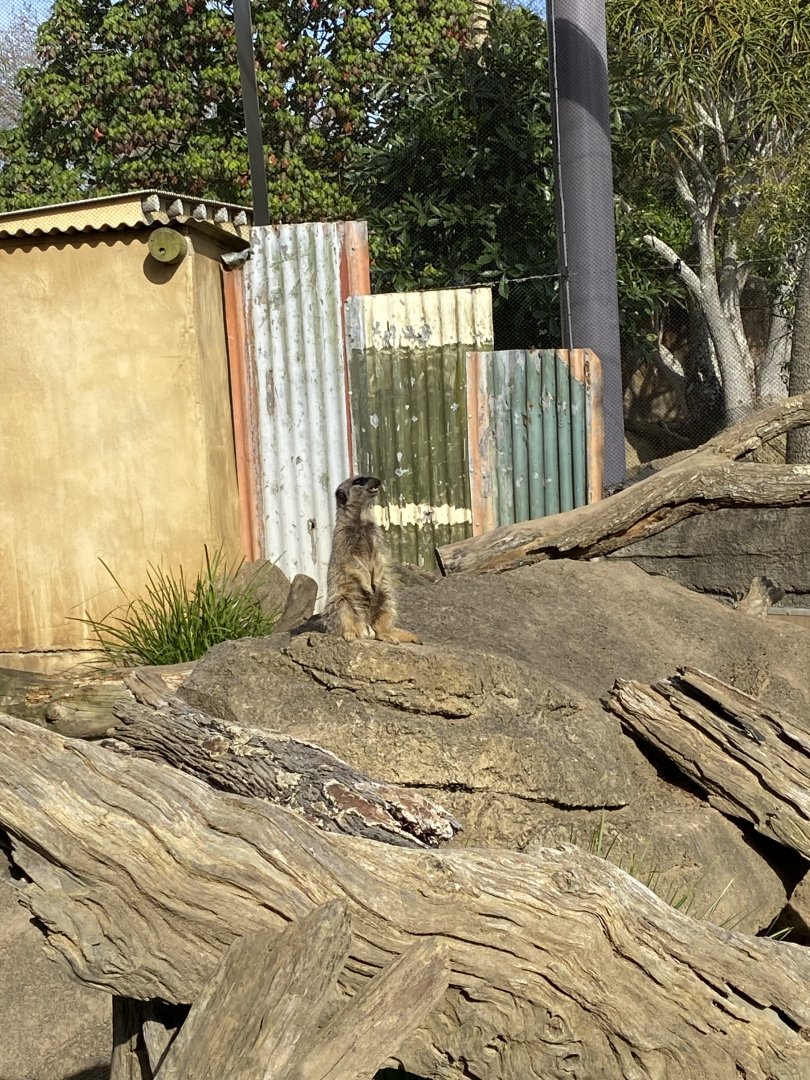 Slender Tailed Meerkat