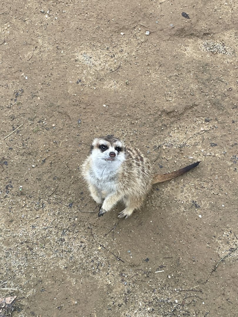 Slender-Tailed Meerkat