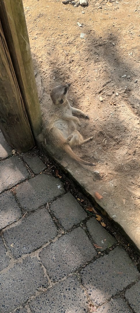 Slender tailed Meerkat