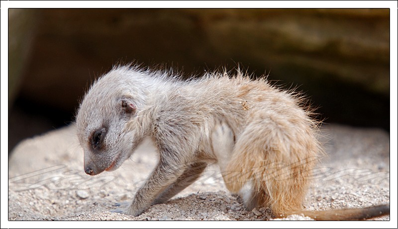 Slender Tailed Meerkat