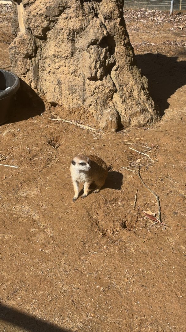 Slender Tailed Meerkat