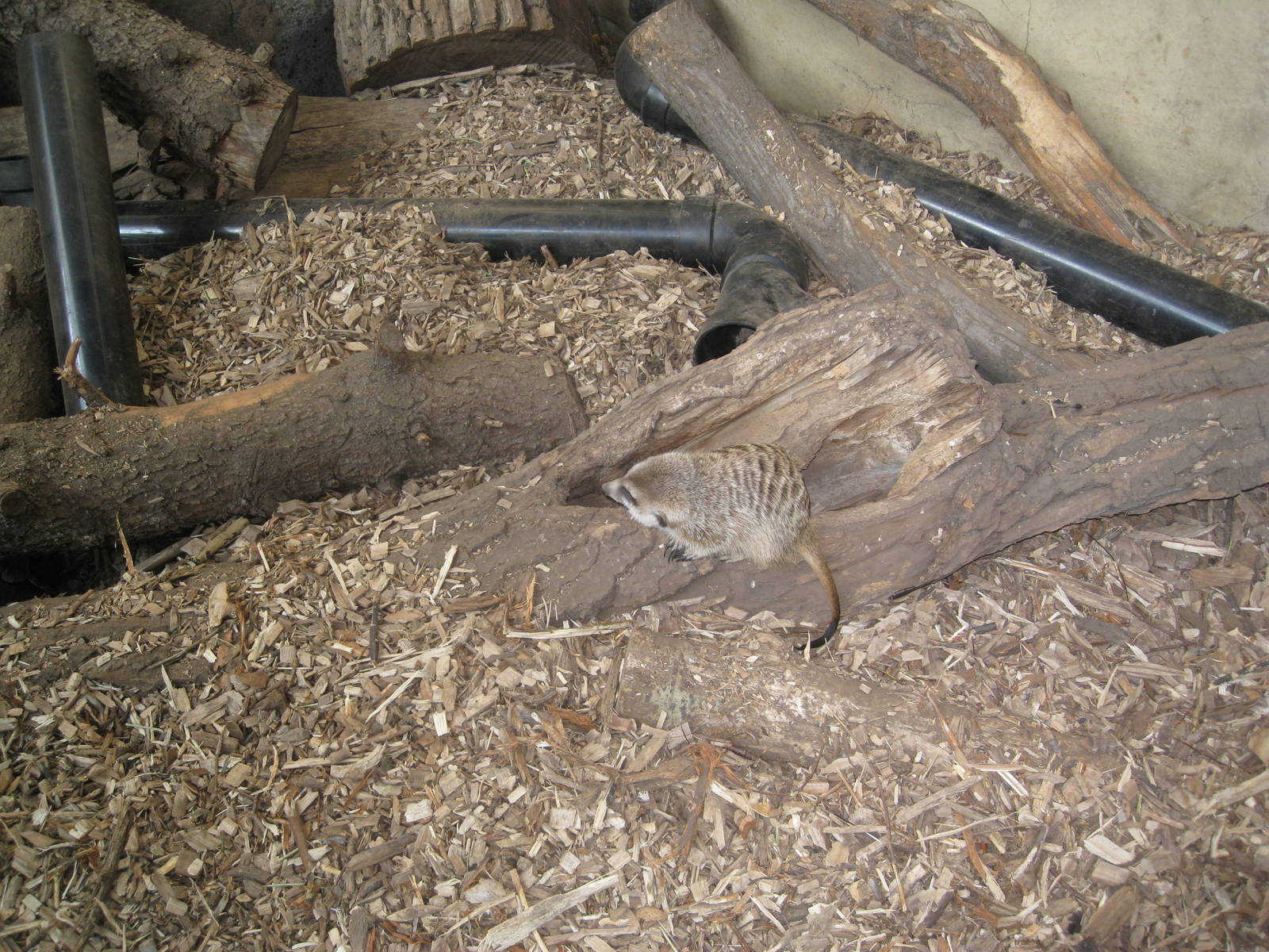 Slender-Tailed Meerkat