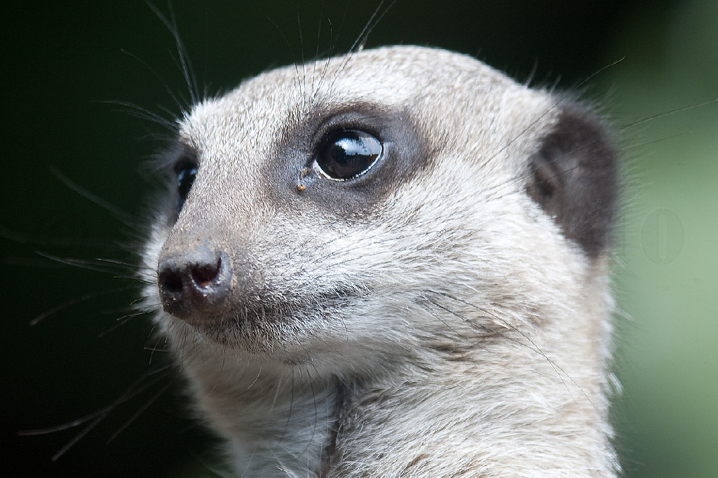 Slender Tailed Meerkat