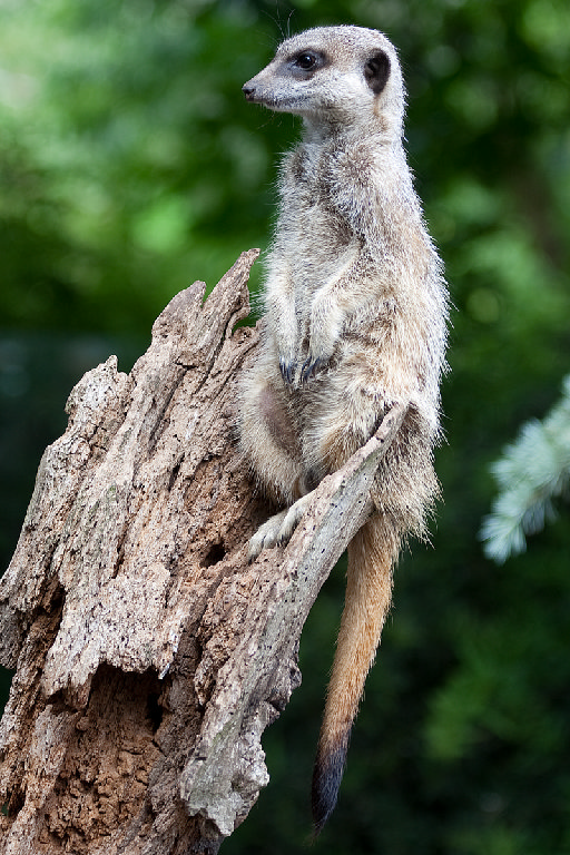 Slender Tailed Meerkat