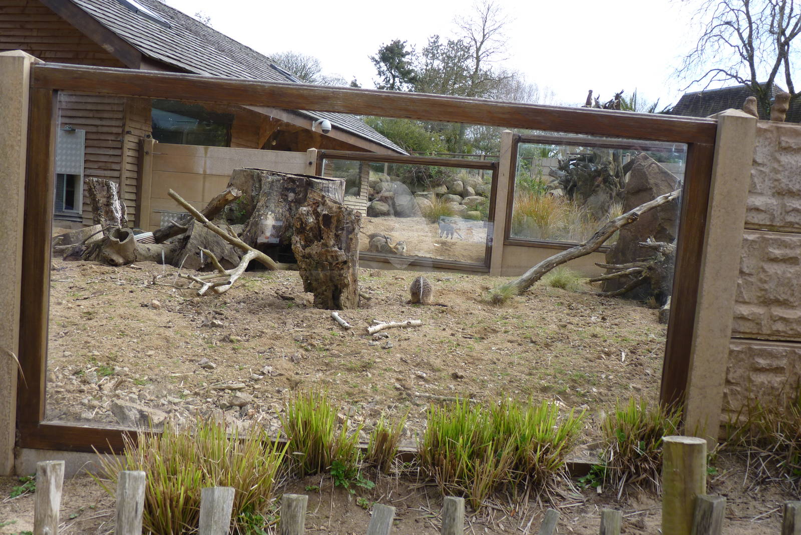 Slender-Tailed Meerkats, April 2013