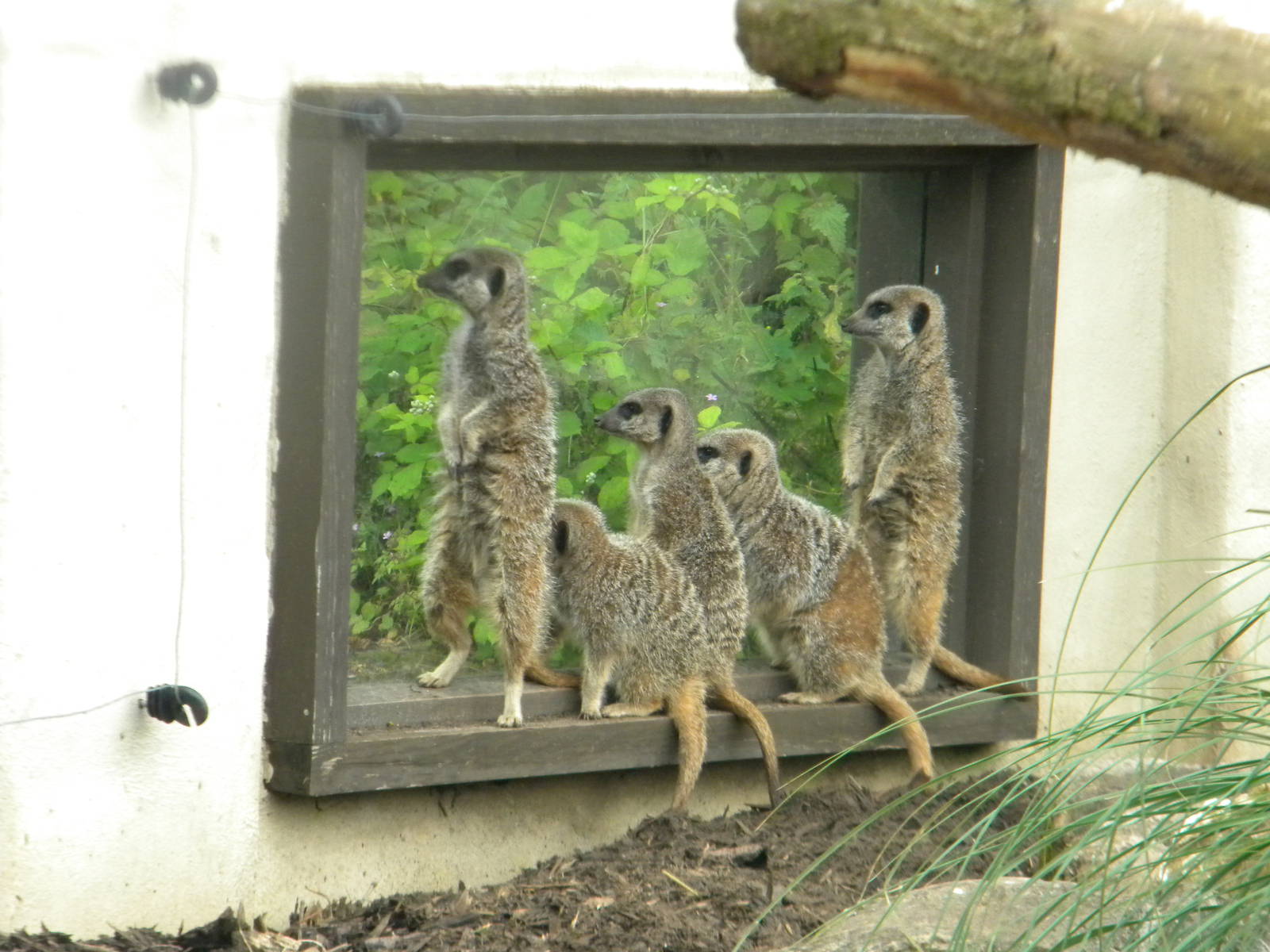 Slender-tailed Meerkats at Blackpool Zoo 25/06/11