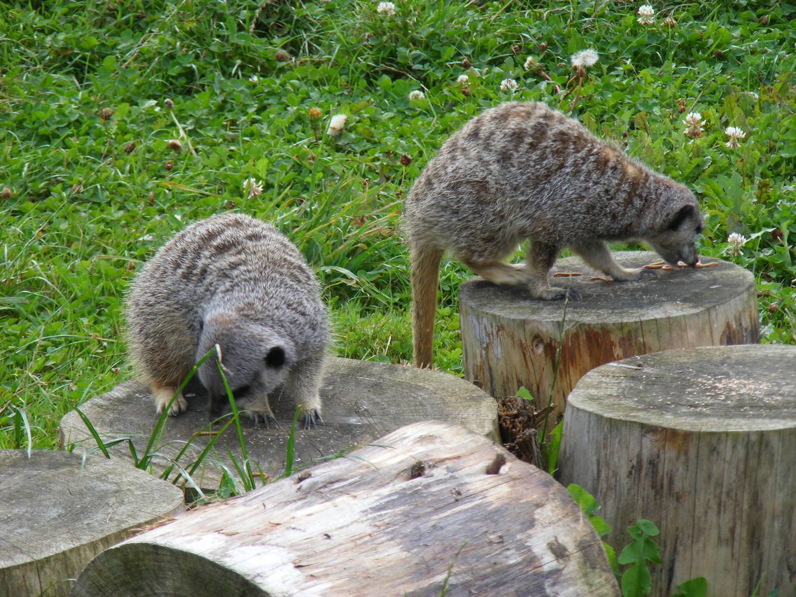 Slender-tailed meerkats at Eagle Heights, 10 September 2011