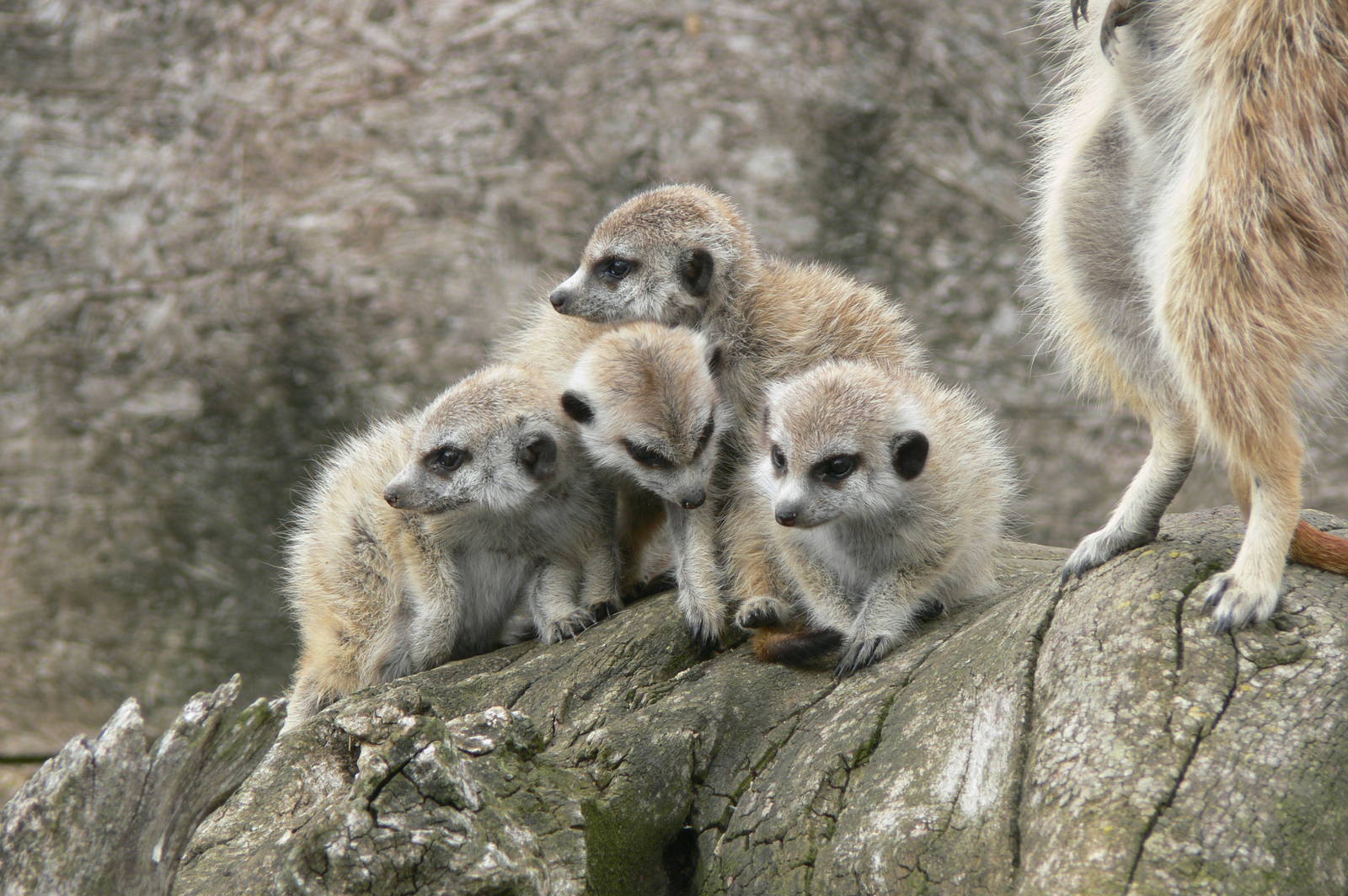 Slender-tailed Meerkats at Hamerton Zoo, 23/08/14